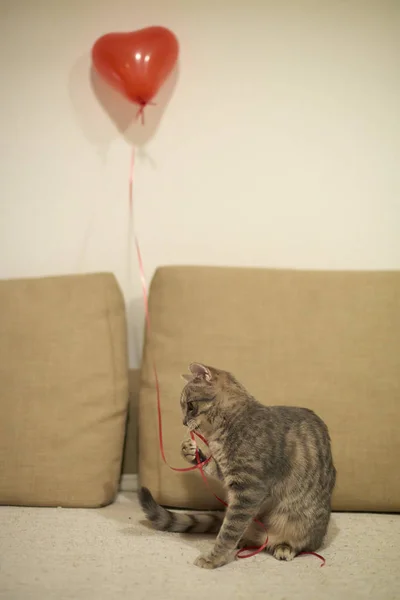 Gatito Tabby Gris Juega Con Cuerda Roja Con Globo Forma — Foto de Stock