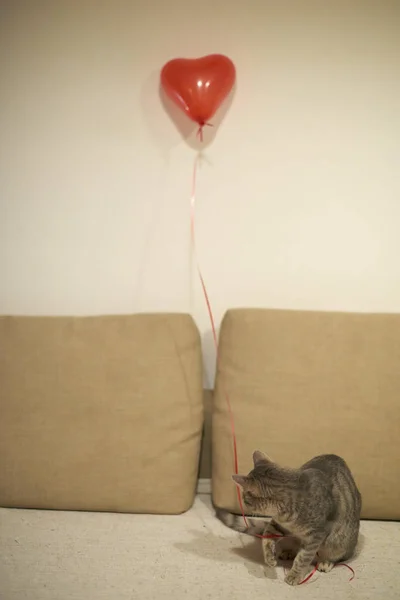 Grey tabby kitty plays with red string with heart shaped baloon on sandy yellow with brown sofa