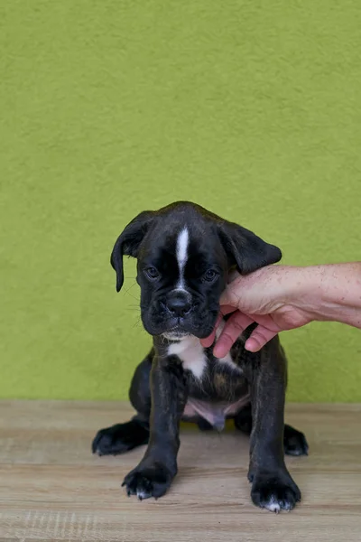 Human Hand Touches Black White Spots Boxer Puppy Green Background — Stock Photo, Image