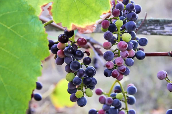 Ramo Uvas Vino Tinto Casi Listo Para Cosecha Está Arbusto — Foto de Stock