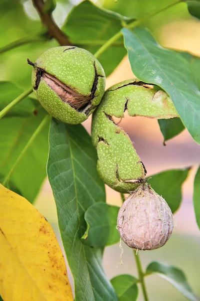 Nueces Maduras Árbol Sobre Fondo Verde — Foto de Stock