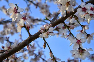 Badem ağacı çiçeği, meyve bahçesi, Doğa arka plan mavi gökyüzü ile ilkbaharda
