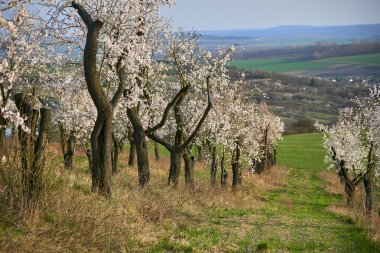 Nisan ayında bahar çiçekleri ile badem meyve bahçesi