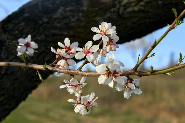 Blick Auf Mandelbaum Blüht Mit Schönen Blumen — Stockfoto