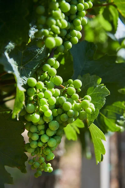 Viñedos Uvas Jóvenes Verdes Moravia — Foto de Stock