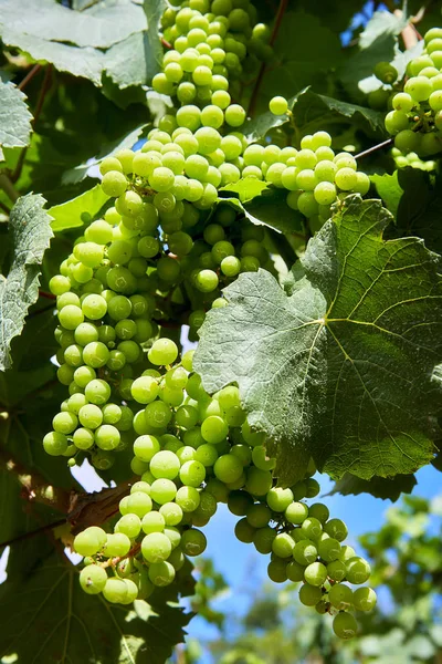 Viñedos Uvas Jóvenes Verdes Moravia — Foto de Stock