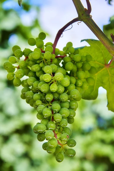 Viñedos Uvas Jóvenes Verdes Moravia — Foto de Stock