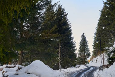 Asfalt yol yol kenarında üzerinde taze kar ile yayla ormandaki 