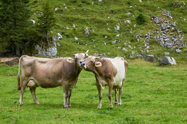 İki inek alanında. İsviçre.