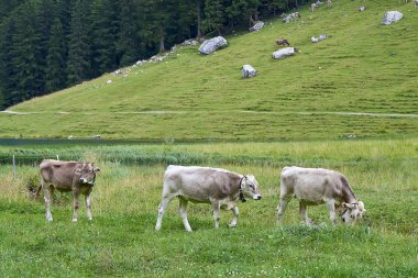 Genç buzağı ve inekler sahada