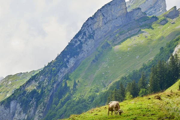 Стадо Коров Красивом Зеленом Поле Швейцария — стоковое фото