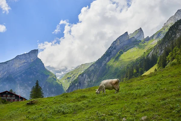 Herd Cows Beautiful Green Field Switzerland — Stock Photo, Image