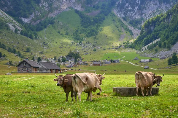 Golden Brown Vacas Cerca Del Lugar Riego Los Pastos Montaña — Foto de Stock