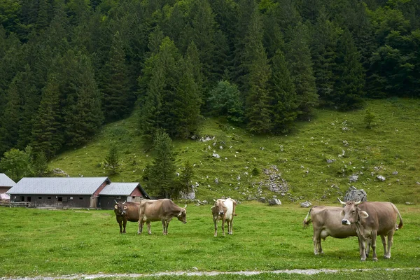 Vacas Golden Brown Pastagens Montanha Pequenas Aldeias Nos Alpes Suíços — Fotografia de Stock