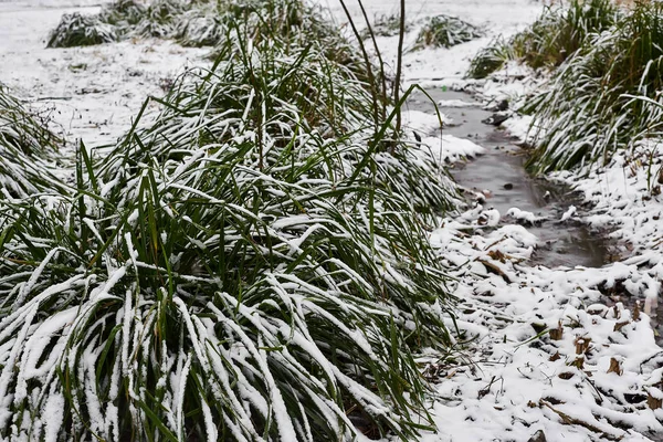 Sneeuw Bedekte Plukjes Gras Beekje Ijs Stadspark Mistige Ochtend — Stockfoto