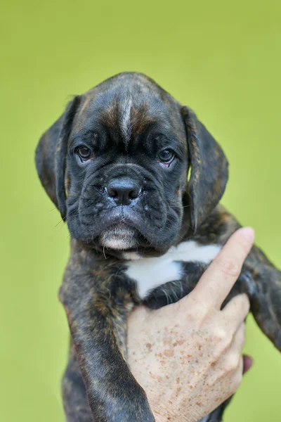 Brindle Com Manchas Brancas Boxer Filhote Cachorro Mão Humana Fundo — Fotografia de Stock