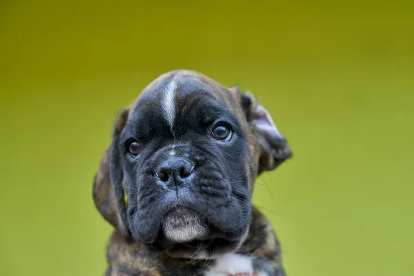 Small Serious Black White Spot Nose Bridge Boxer Puppy Green — Stock Photo, Image