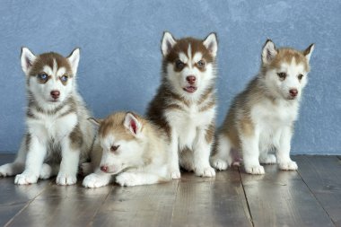 Dört mavi gözlü bakır ve hafif kırmızı husky yavrusu ahşap zemin ve gri-mavi arka plan