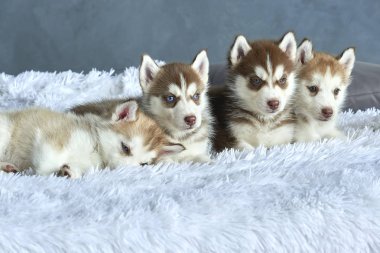 Beyaz battaniye var yalan dört mavi gözlü bakır ve hafif kırmızı husky yavruları