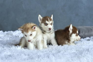 Beyaz battaniye var yalan üç mavi gözlü bakır ve hafif kırmızı husky yavru