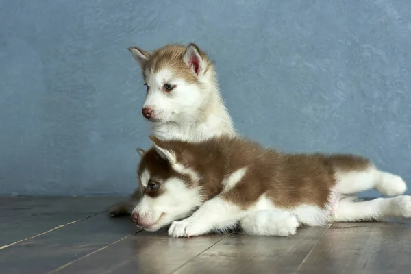 Dois Filhotes Cobre Olhos Azuis Luz Vermelha Husky Chão Madeira — Fotografia de Stock