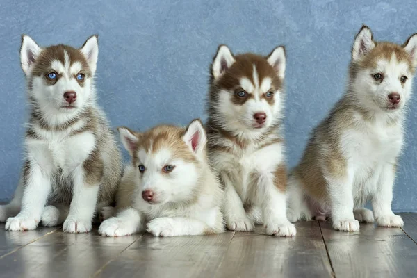 Quatro Cachorros Olhos Azuis Cobre Luz Vermelha Husky Chão Madeira — Fotografia de Stock