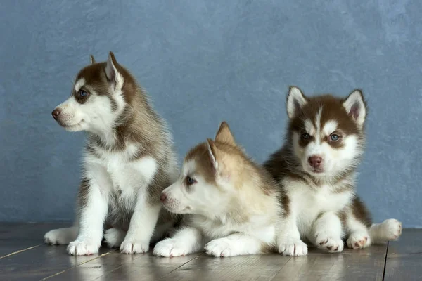 Drie Blauwogige Koper Lichte Rode Husky Puppy Houten Vloer Achtergrond — Stockfoto