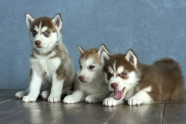 Trzy Niebieskooka Miedzi Światło Czerwone Husky Szczenięta Drewnianą Podłogę Szaro — Zdjęcie stockowe