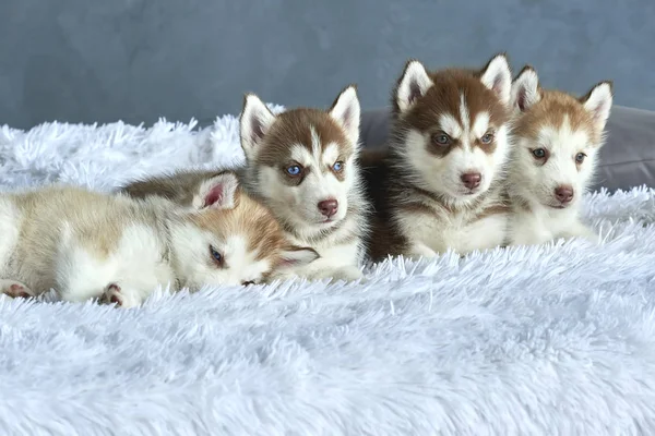 Quatro Cachorros Olhos Azuis Cobre Luz Vermelha Husky Deitado Cobertor — Fotografia de Stock