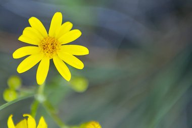 Parlak sarı vahşi daisy Türkiye yatay yakın çekim
