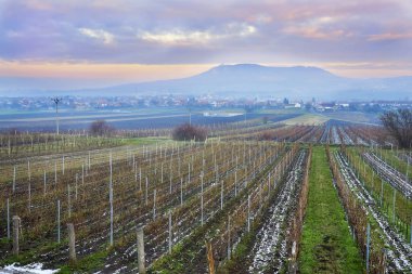 Dolni Dunajovice, Çek Cumhuriyeti - 18 Aralık, 2018: Moravia dedikodu kış başında üzüm asma satırları yeşil çim ve kar aralarında sezona hazırlanıyor.