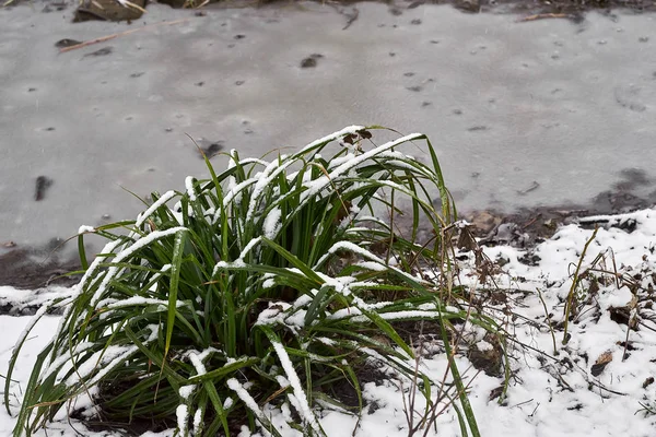 Sneeuw Bedekte Plukje Gras Beekje Ijs Stadspark Mistige Ochtend — Stockfoto