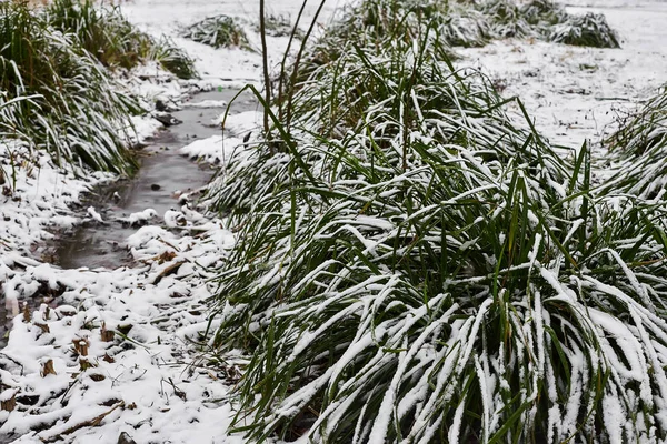 Touffe Herbe Couverte Neige Petit Ruisseau Dans Glace Dans Parc — Photo