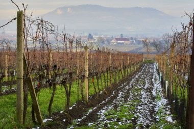 Dolni Dunajovice, Çek Cumhuriyeti - 18 Aralık, 2018: Moravia dedikodu kış başında üzüm asma satırları yeşil çim ve kar aralarında sezona hazırlanıyor.