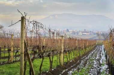 Dolni Dunajovice, Çek Cumhuriyeti - 18 Aralık, 2018: Moravia dedikodu kış başında üzüm asma satırları yeşil çim ve kar aralarında sezona hazırlanıyor.