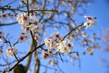 Badem ağacı çiçeği, meyve bahçesi, Doğa arka plan mavi gökyüzü ile ilkbaharda