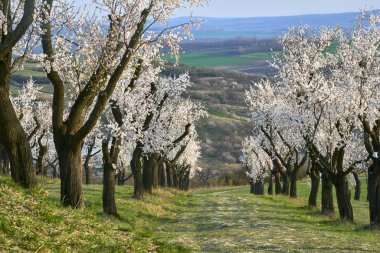 Nisan ayında bahar çiçekleri ile badem meyve bahçesi