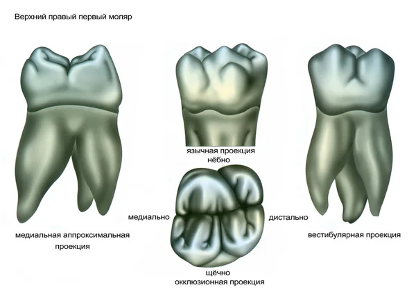 Dental anatomy medical education poster
