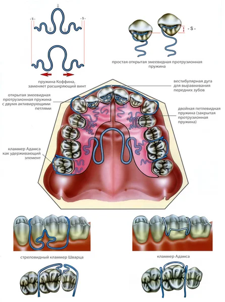Dental medical education poster