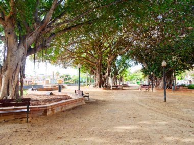 Alicante eski ağaçlar ile güzel yeşil park. İspanya.