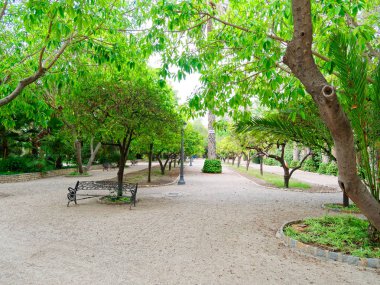 Elche, İspanya'da bir palmiye bahçesinde güzel bir bahçe.