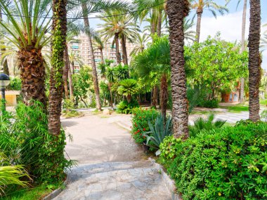 Elche, İspanya'da bir palmiye bahçesinde güzel bir bahçe.