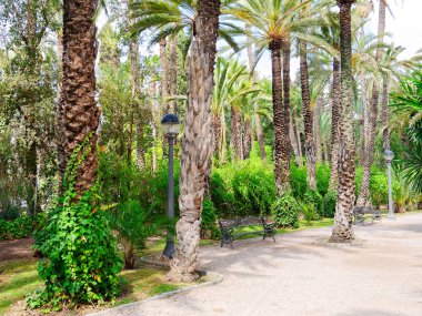 Elche, İspanya'da bir palmiye bahçesinde güzel bir bahçe.