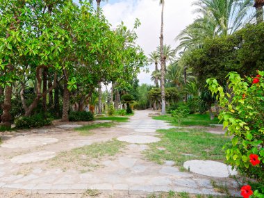 Elche, İspanya'da bir palmiye bahçesinde güzel bir bahçe.