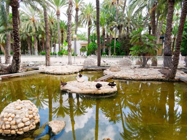 Elche, İspanya'da bir palmiye bahçesinde güzel bir bahçe.
