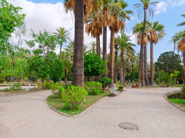 Elche, İspanya'da bir palmiye bahçesinde güzel bir bahçe.