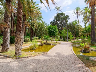 Elche, İspanya'da bir palmiye bahçesinde güzel bir bahçe.