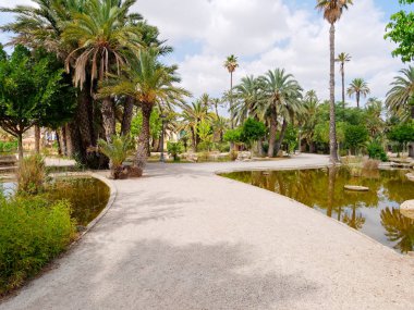 Elche, İspanya'da bir palmiye bahçesinde güzel bir bahçe.
