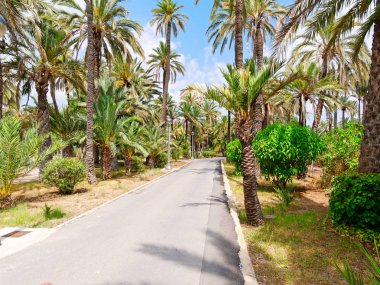 Elche, İspanya'da bir palmiye bahçesinde güzel bir bahçe.