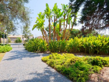 Elche, İspanya'da bir palmiye bahçesinde güzel bir bahçe.